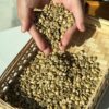 In Bulk Vietnamese Coffee 100% Pure Robusta African Coffee Beans Exercise Performance Traditional Coffee Beans