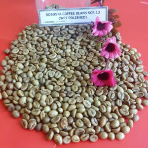 VIETNAM GREEN COFFEE BEAN ROBUSTA