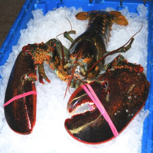 Live Maine Lobster Direct Overnight & Express Shipping Fresh and Frozen European Lobster with Whole Tail in Box Packaging