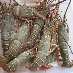 Premium Fresh and Frozen Seafood Lobster Tails Live Crawfish and Lobsters in Boxes for Sale
