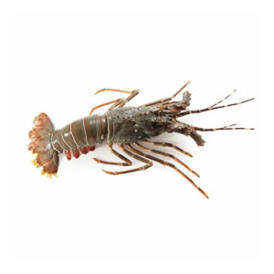 Premium Fresh Lobsters for Sale Perfect for Seafood Lovers and Restaurants Fresh Lobsters for Sale