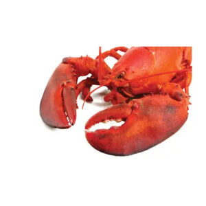 Frozen Live Spiny Lobsters Brazil Seafood Wholesalers Bulk Packaging