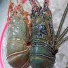 Premium Quality Seafood Fresh and Frozen Lobster Frozen Lobster Frozen Lobster Tails Fresh Lobsters