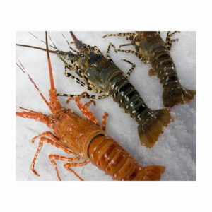 Whole Sale Fresh Quality Red Lobster live Maine Lobster Frozen Red Lobster for Sale