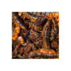 Custom Rate Wholesale High Quality Consumption Seafood Product Fresh Adjustable Price Frozen Rock Lobster Selling Frozen Lobster