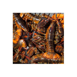 Custom Rate Wholesale High Quality Consumption Seafood Product Fresh Adjustable Price Frozen Rock Lobster Selling Frozen Lobster