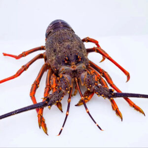 Wholesale 100% Top Quality Fresh  Live Frozen Lobsters (Seafood) in Bulk at Best Market Price Worldwide at Low Price