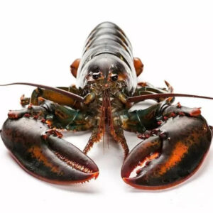 Excellent Cost Price Buy Live Boston Lobster With Prompt Delivery Buy Seafood for Asian Market