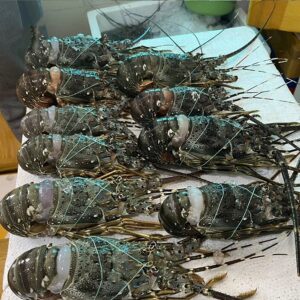 Premium Seafood Fresh and Frozen Lobster Buy Cheap Frozen Lobster From Kenya
