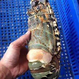 Top Grade Frozen Spiny Lobster 10kg Per Carton Competitive Price For Wholesale