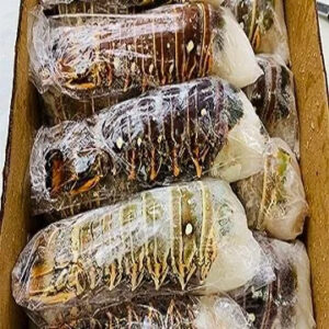 Live Brazilian Lobsters Frozen Lobster Tails