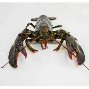 Canadian Lobsters Frozen Lobster Available