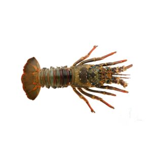 Premium Fresh Lobster Wild-Caught Succulent Ocean-Fresh
