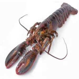 WHOLE FROZEN LOBSTER FROZEN LOBSTER TAIL FRESH LIVE LOBSTER SUPPLIERS