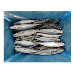 M208 Frozen Fish Frozen Mackerel