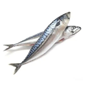 Frozen Mackerel Fish for Sale Fresh Frozen Mackerel Fish Pacific Mackerel Tuna Bait