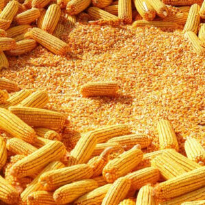 Grain Products