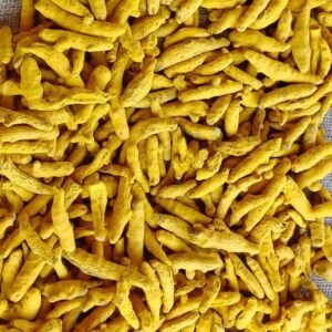 Indian Salem Finger turmeric, wholesale bulk export
