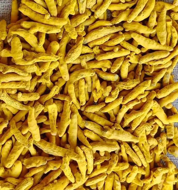 Indian Salem Finger turmeric, wholesale bulk export