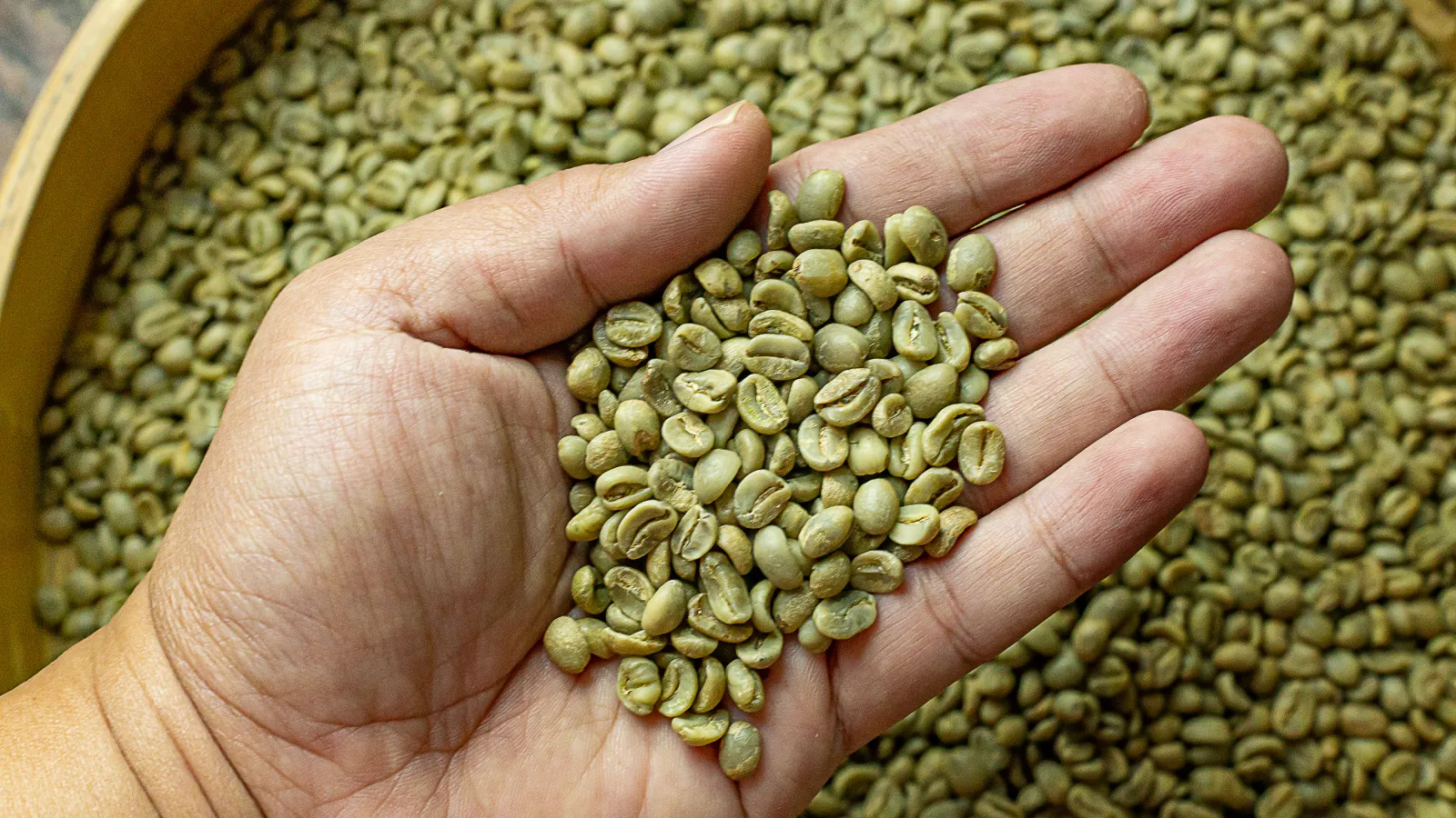 Réunion Island Bourbon Pointu green coffee beans, rare micro-lot