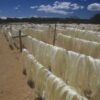 China Ramie Fiber Wholesale (Raw, Degummed)